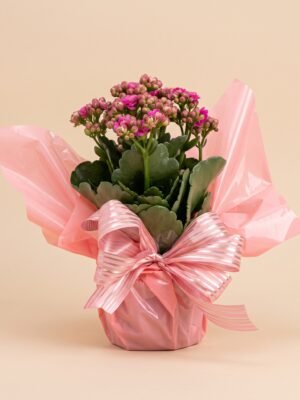 Vasinho de Kalanchoe Rosa com Embalagem para Presente