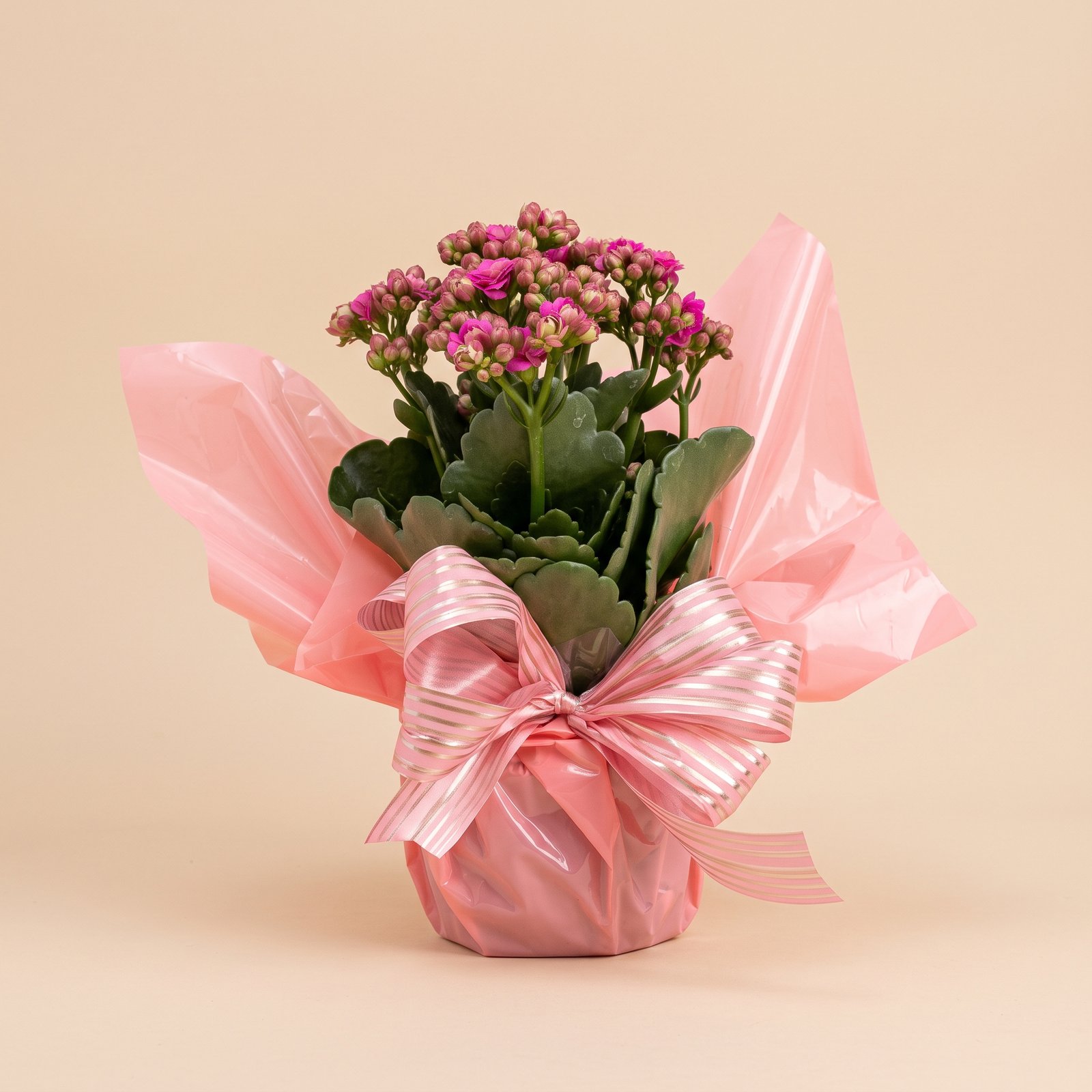 Vasinho de Kalanchoe Rosa com Embalagem para Presente 1 Vasinho de Kalanchoe Rosa com Embalagem para Presente